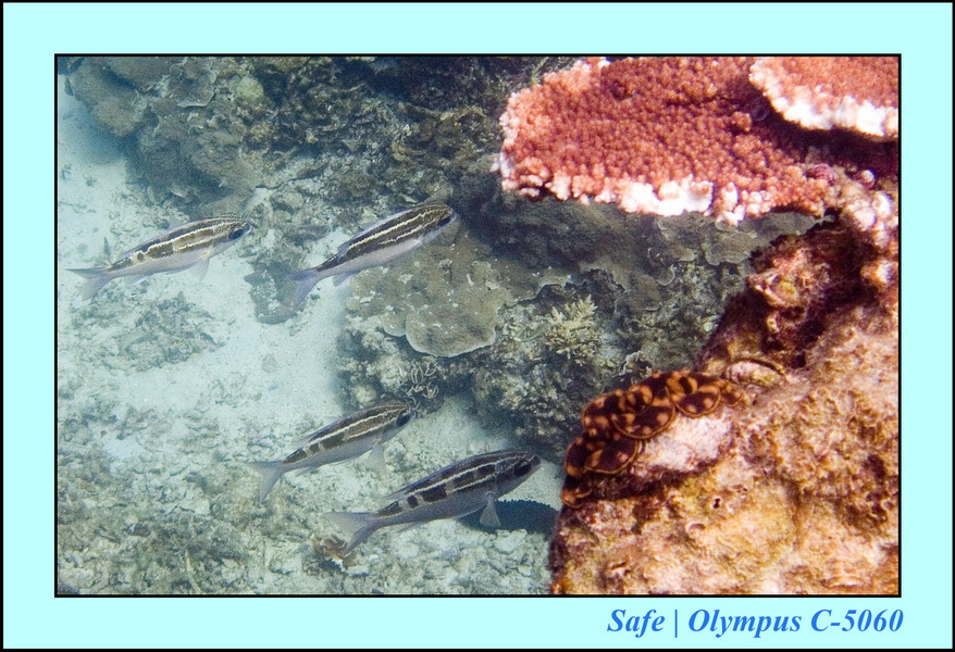 2006 - 07 - Perhentian - Plongee 83